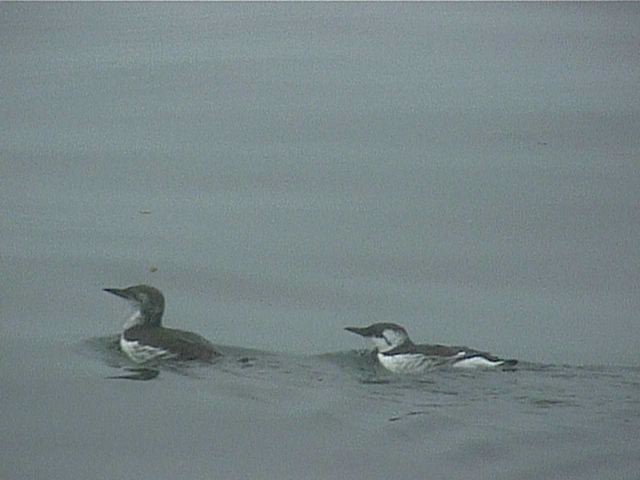 commonmurre006.jpg