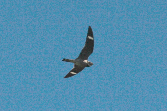2008-05-04-333.jpg