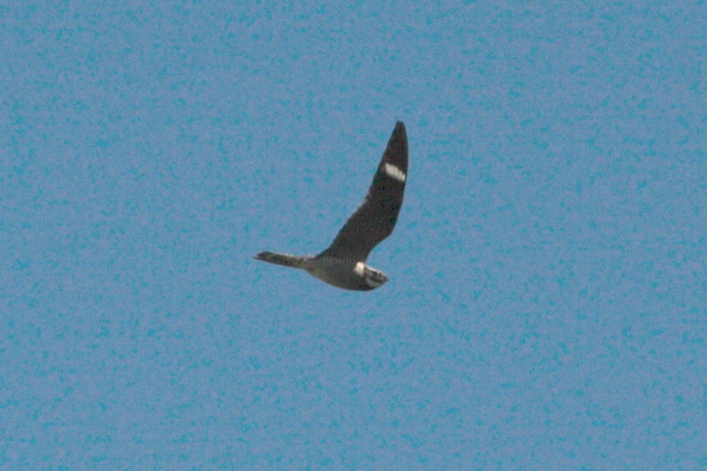 2008-05-04-334.jpg