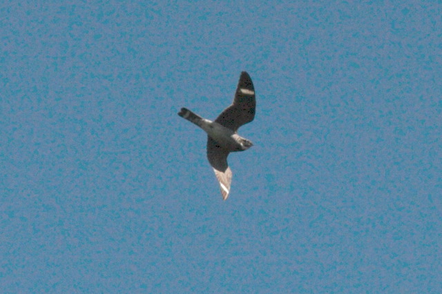 2008-05-04-335.jpg