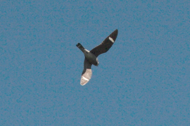 2008-05-04-336.jpg