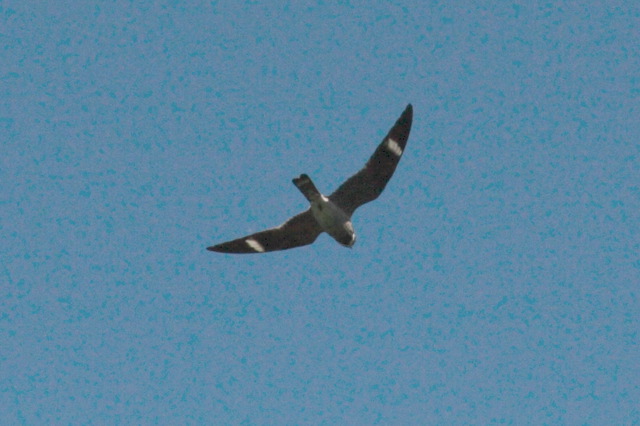 2008-05-04-337.jpg