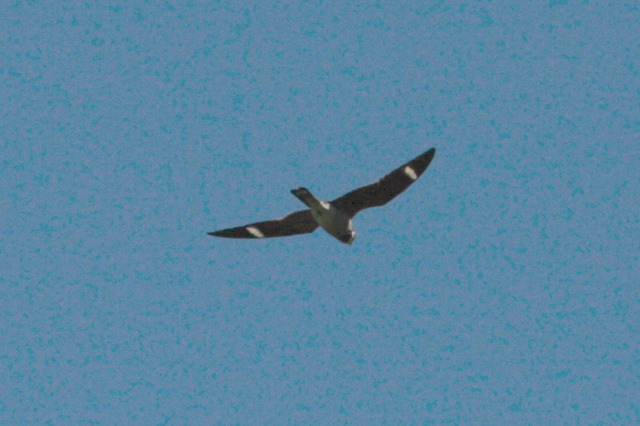 2008-05-04-338.jpg