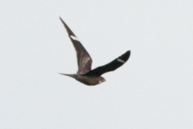 2008-05-04-363.jpg