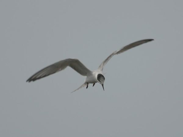 commontern_0066.jpg