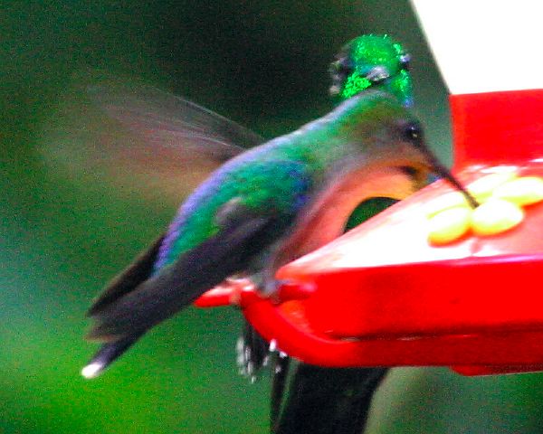 2003-cri-4276.jpg