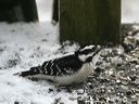 click thumbnail to load image