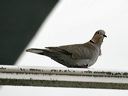 click thumbnail to load image