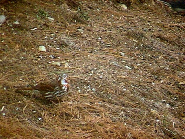 foxsparrow075.jpg