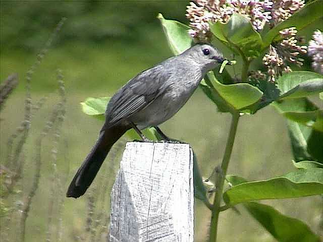 graycatbird133.jpg