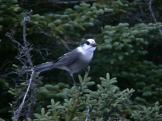 grayjay010.jpg