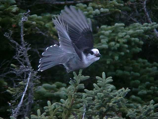 grayjay012.jpg