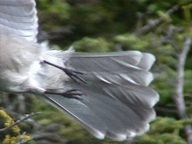 grayjay021.jpg