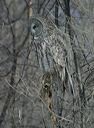 click thumbnail to load image