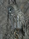 click thumbnail to load image