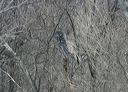 click thumbnail to load image