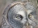click thumbnail to load image