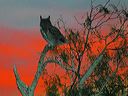 click thumbnail to load image