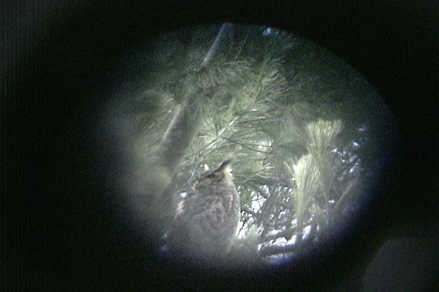 greathornedowl122.jpg