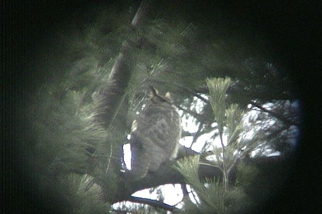 greathornedowl123.jpg