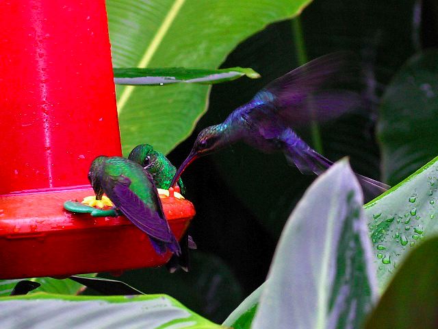 2003-cri-4865.jpg