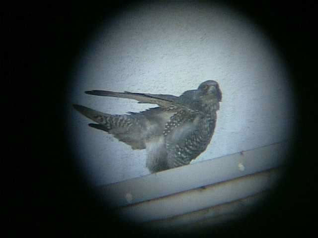gyrfalcon153.jpg