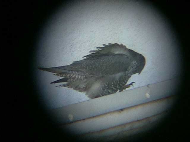 gyrfalcon158.jpg