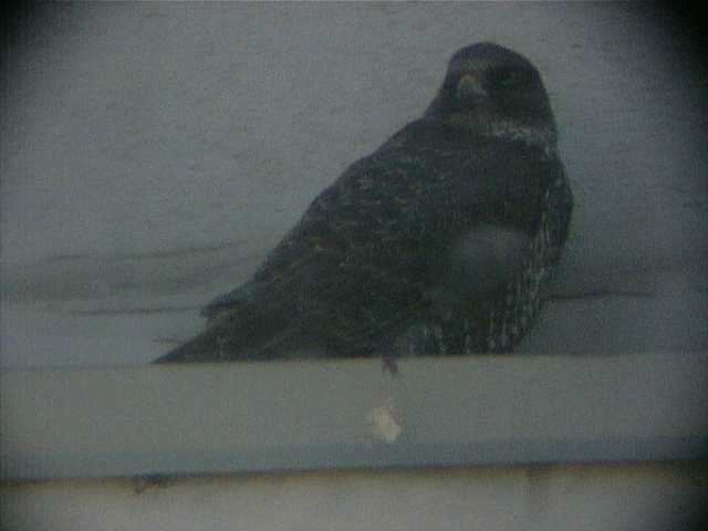 gyrfalcon179.jpg