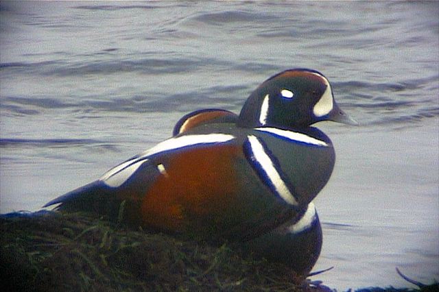 harlequinduck026.jpg