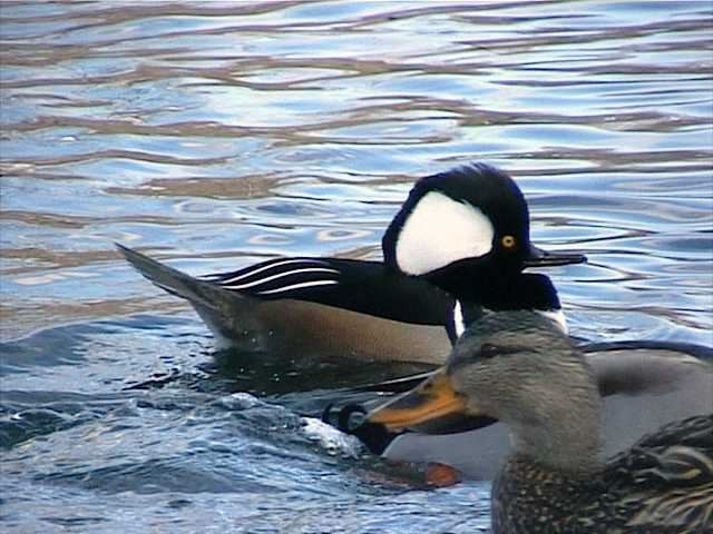 hoodedmerganser038.jpg