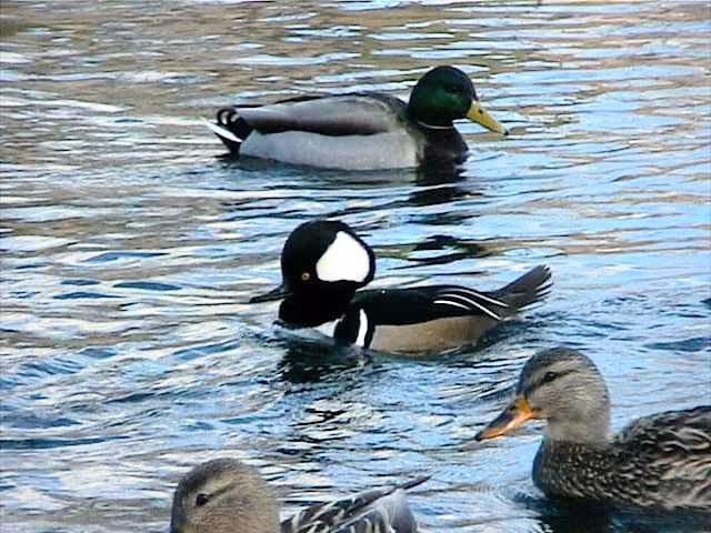 hoodedmerganser039.jpg