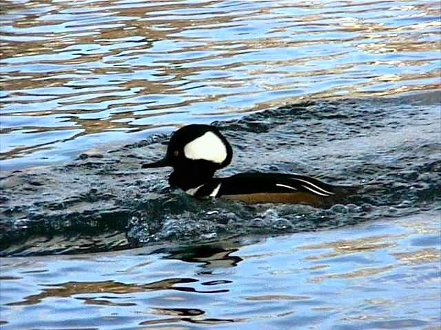 hoodedmerganser042.jpg