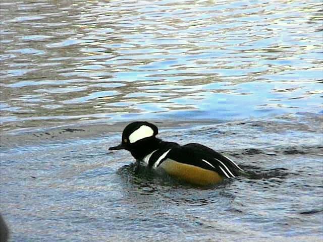 hoodedmerganser043.jpg