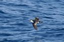 bbc_pelagic_trip_8-25_b0f33