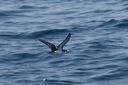 bbc_pelagic_trip_8-25_b0f34