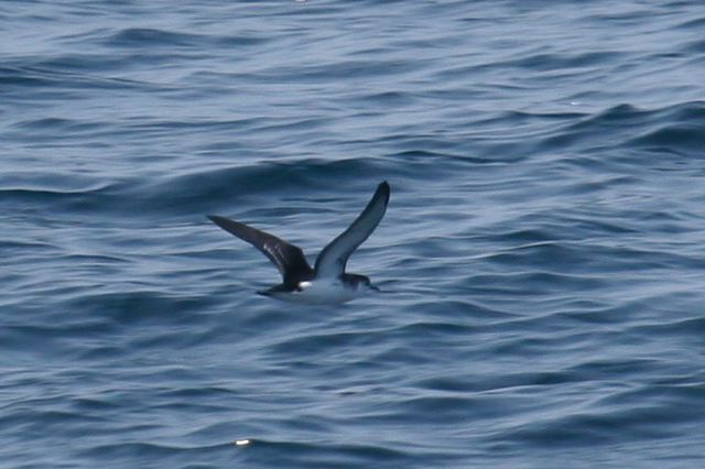 bbc_pelagic_trip_8-2_1c27a3.jpg