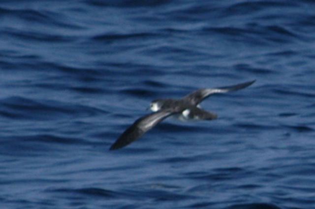 littleshearwater07.jpg
