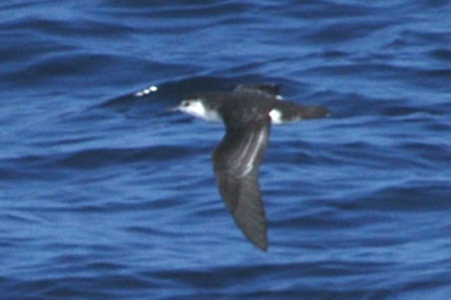 littleshearwater08.jpg
