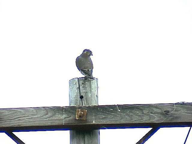merlin005.jpg