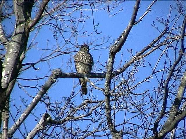 merlin079.jpg