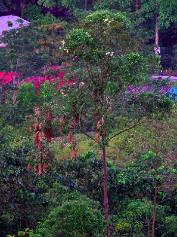 2003-cri-4669.jpg
