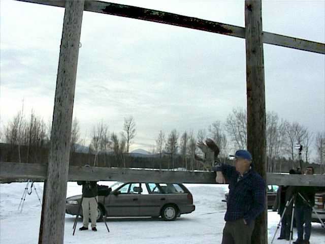 hawkowl130.jpg