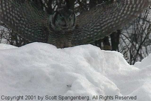 hawkowl132.jpg