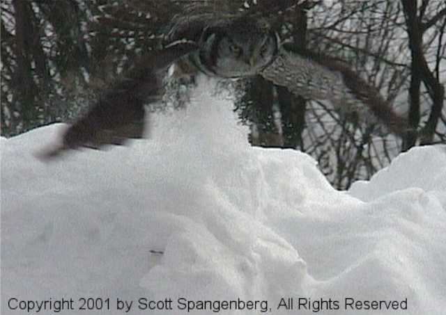 hawkowl138.jpg