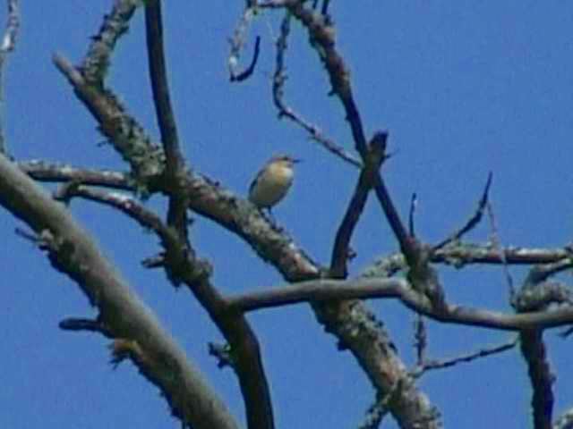 northernwheatear46.jpg