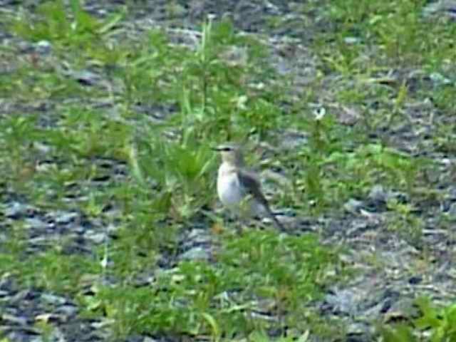 northernwheatear56.jpg