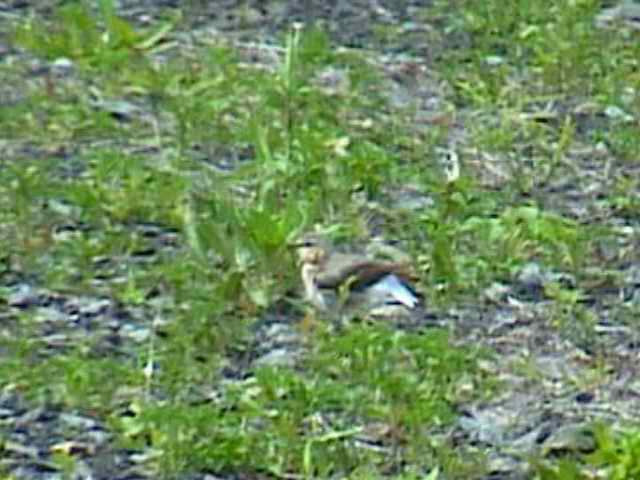 northernwheatear61.jpg
