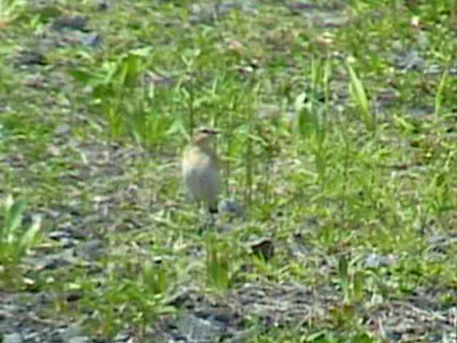 northernwheatear64.jpg