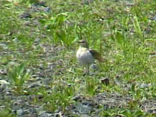 northernwheatear65.jpg