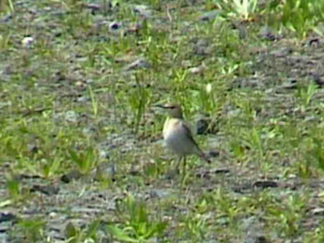 northernwheatear70.jpg